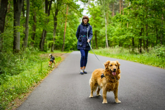 Photo en balade de deux chiens et leur maîtresse. La scène se déroule sur une route, qui passe à travers les bois. Ils sont tenu en laisse, l'un des chiens est en avant plan.