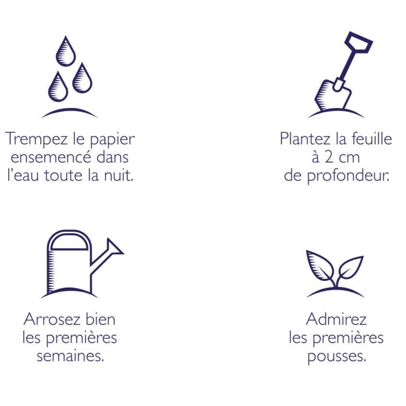Option emballage cadeau à semer - Par article